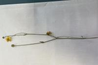 Ranunculus repens