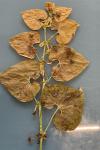 Aristolochia clematitis