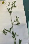 Lathyrus pratensis