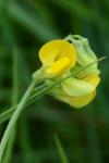 Lathyrus pratensis