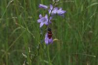 Campanula rapunculus
