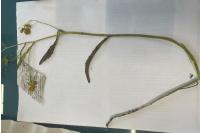 Rorippa amphibia