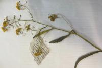 Rorippa amphibia