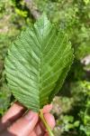 Ulmus minor