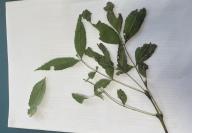Fraxinus angustifolia
