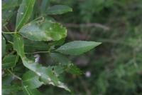 Fraxinus angustifolia
