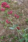 Centranthus ruber
