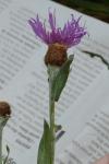Centaurea decipiens