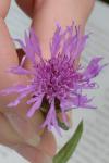 Centaurea decipiens