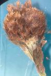 Centaurea decipiens