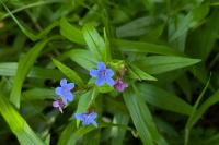 Aegonychon purpurocaeruleum