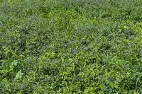 Aegonychon purpurocaeruleum