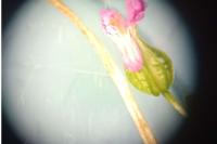 Geranium lucidum
