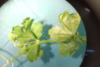 Geranium lucidum