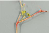 Geranium lucidum