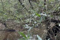 Salix alba
