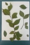 Ulmus minor