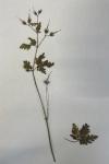 Geranium robertianum