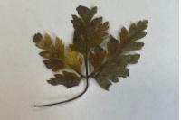 Geranium robertianum
