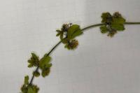 Cruciata laevipes