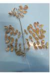 Fraxinus excelsior