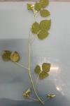 Rubus caesius