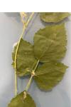 Rubus caesius