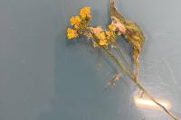 Rorippa amphibia