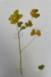 Oxalis stricta
