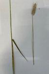 Alopecurus pratensis