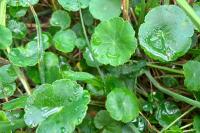 Hydrocotyle vulgaris