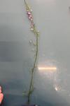 Campanula rapunculus