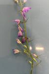 Campanula rapunculus