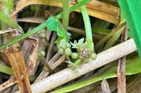 Hydrocotyle vulgaris