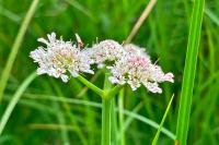 Oenanthe fistulosa
