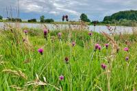 Cirsium dissectum