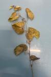 Aristolochia clematitis