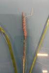 Carex acutiformis
