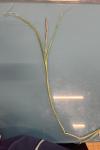 Carex acutiformis