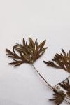 Geranium dissectum