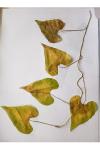 Convolvulus sepium