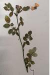 Rosa canina