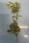 Prunus spinosa