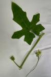 Bryonia dioica