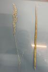 Arrhenatherum elatius