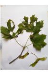 Acer platanoides