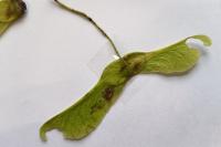 Acer platanoides