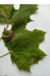 Acer platanoides