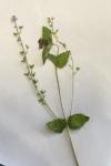 Veronica chamaedrys