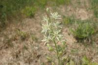 Loncomelos pyrenaicus